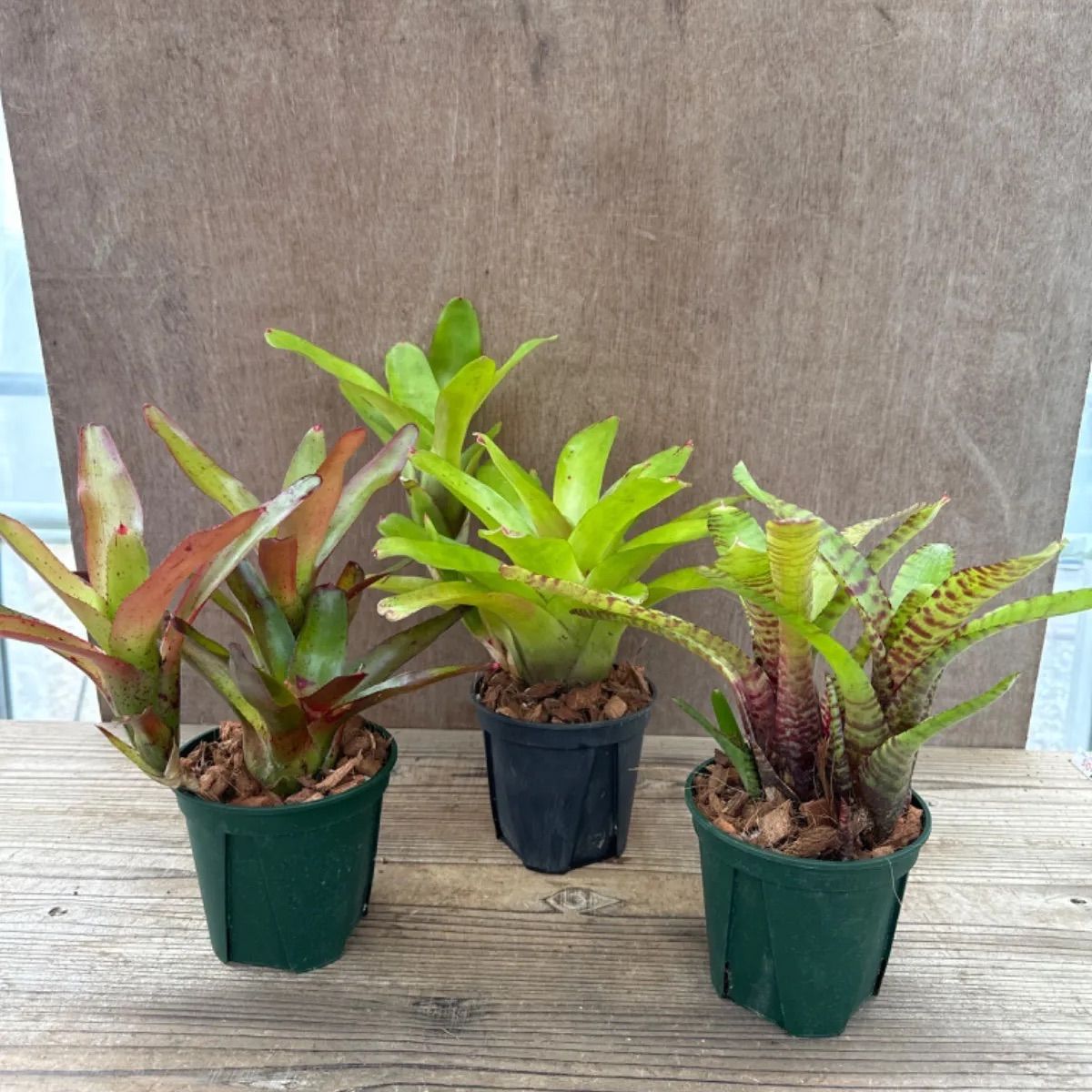ネオレゲリア品種不明 3種セット 現品 観葉植物 観葉 植物 珍奇 ネオレゲリア品種不明 3種セット 現品 観葉植物 観葉 植物 珍奇