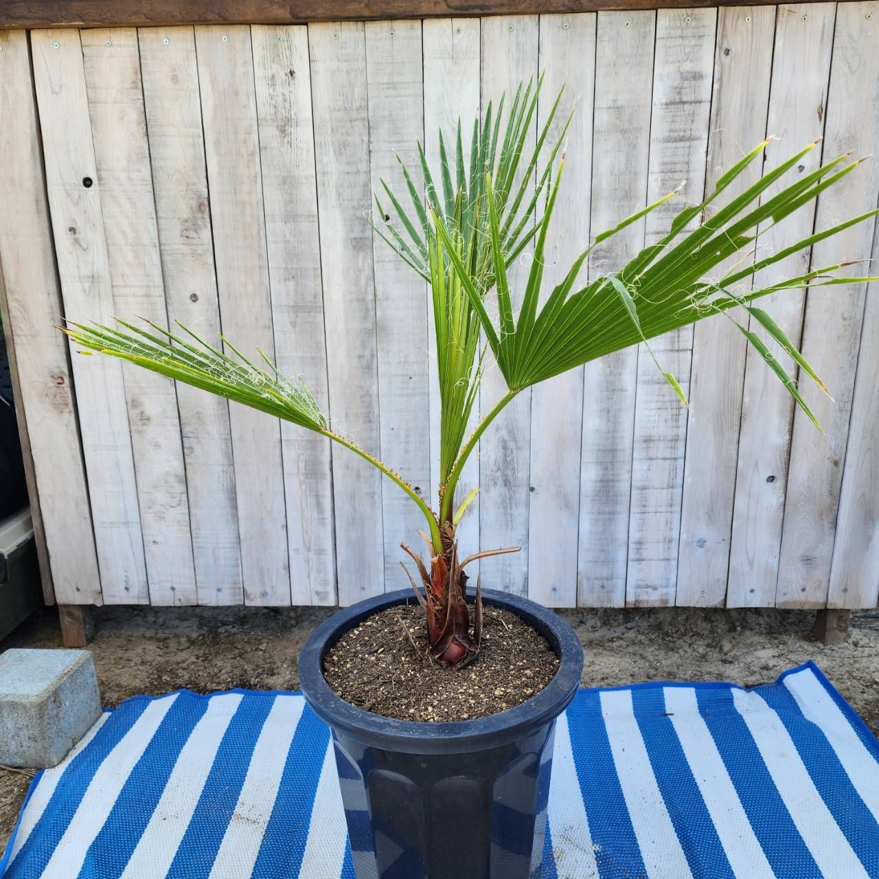 尺鉢シリーズ登場‼️】【10鉢限定】【鉢ごと発送】ワシントニア