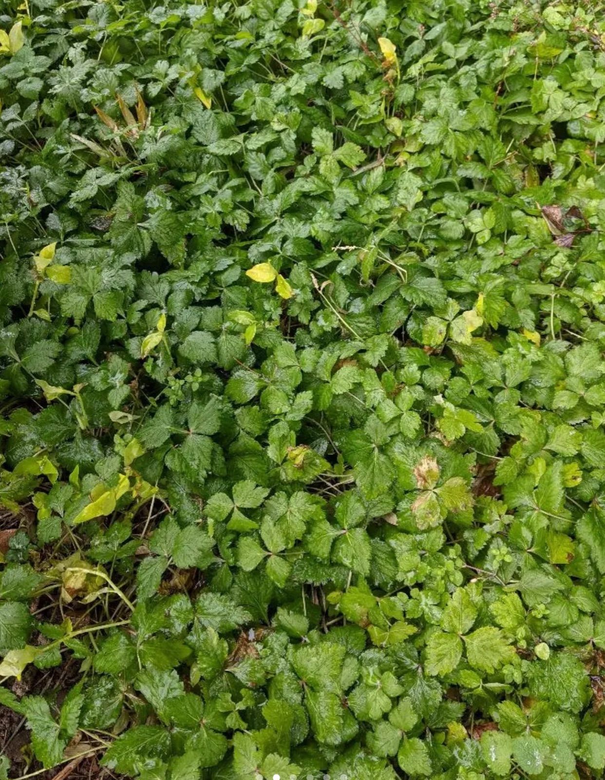 メルカリshops 三つ葉 抜き苗 5株 無農薬 ネコポス