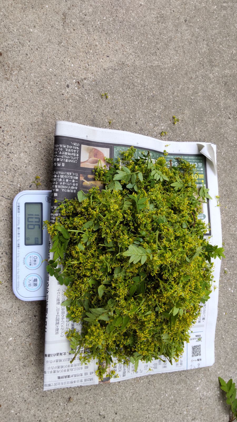 ボトムを作り続け40年 採りたて花山椒＊京都府産＊100g ＊無農薬