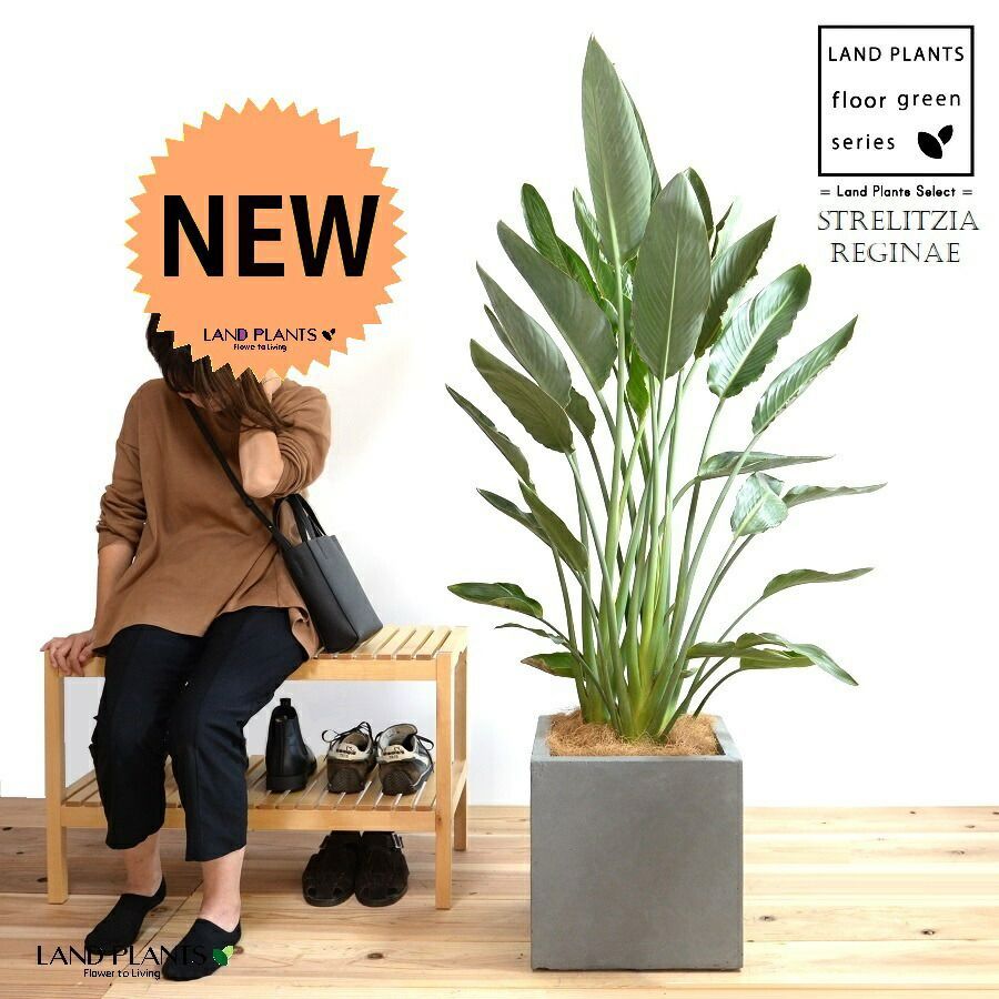 ストレリチア レギネ 陶器鉢植え込み