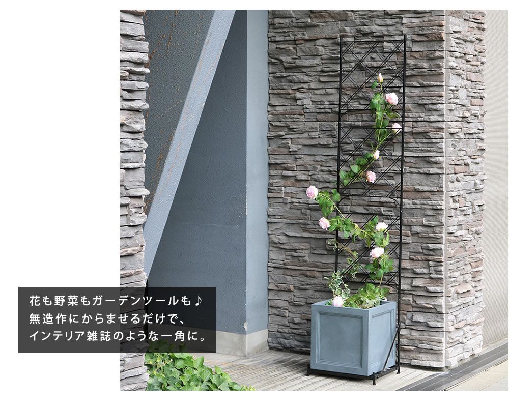 朝顔 園芸