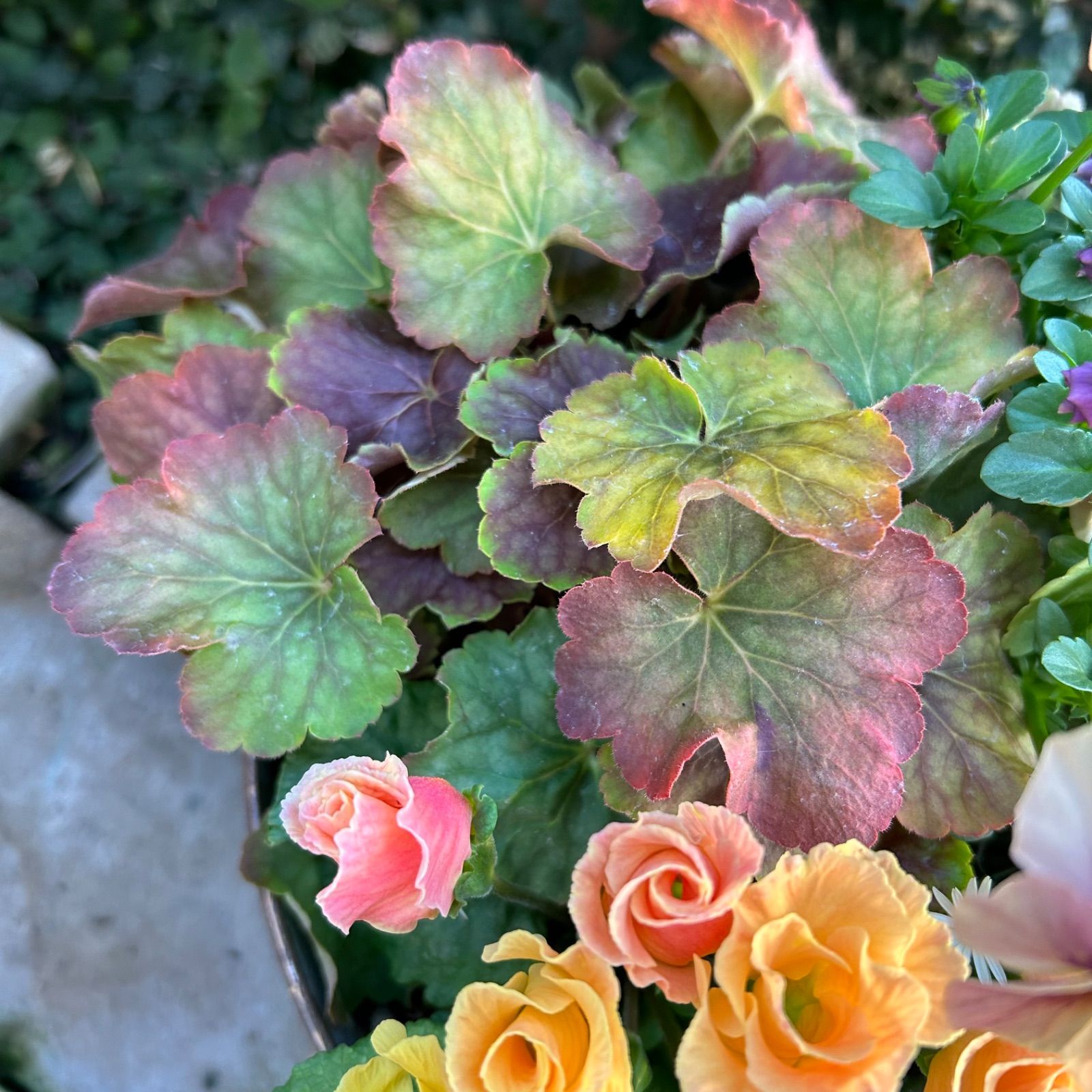 お値引品】ビオラとジュリアンのマルチな寄せ植え お値引品】ビオラと