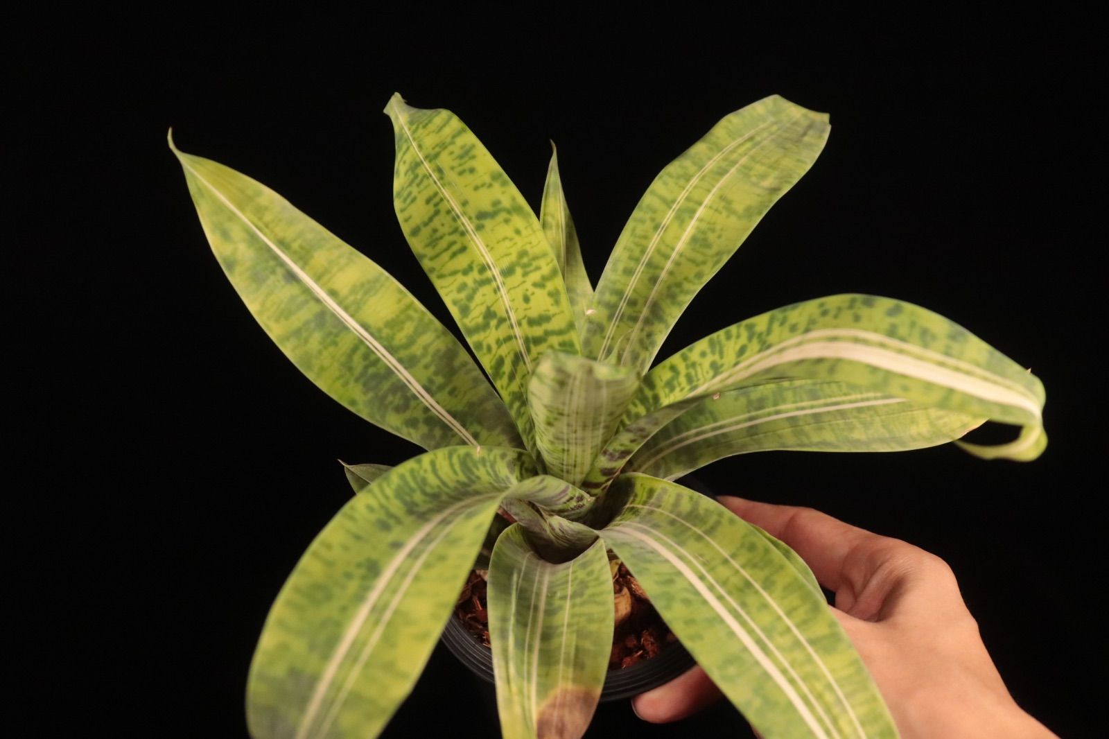 【送料無料】Vriesea 'Latvia'〔フリーセア〕現品発送V0117 送料無料】Vriesea 'Josefa Leon'〔フリーセア〕現品発送V129 /@plane