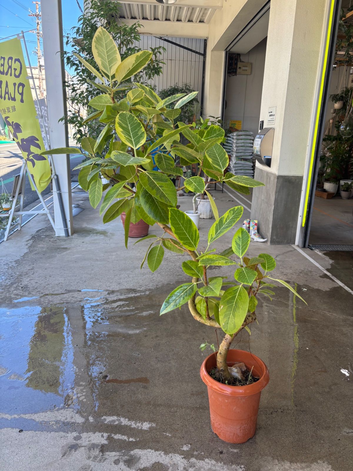 ［現品］13番　フィカス　アルテシマ　曲がり　8号　観葉植物　おしゃれ　ゴムの木 現品］13番 フィカス アルテシマ 曲がり 8号 観葉植物 おしゃれ