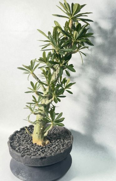⑩ 【塊根植物】ドルステニア ギガス 国内 実生 ドルステニアギガス Amazon｜【現品限り】ドルステニア・ギガス 実生【F44