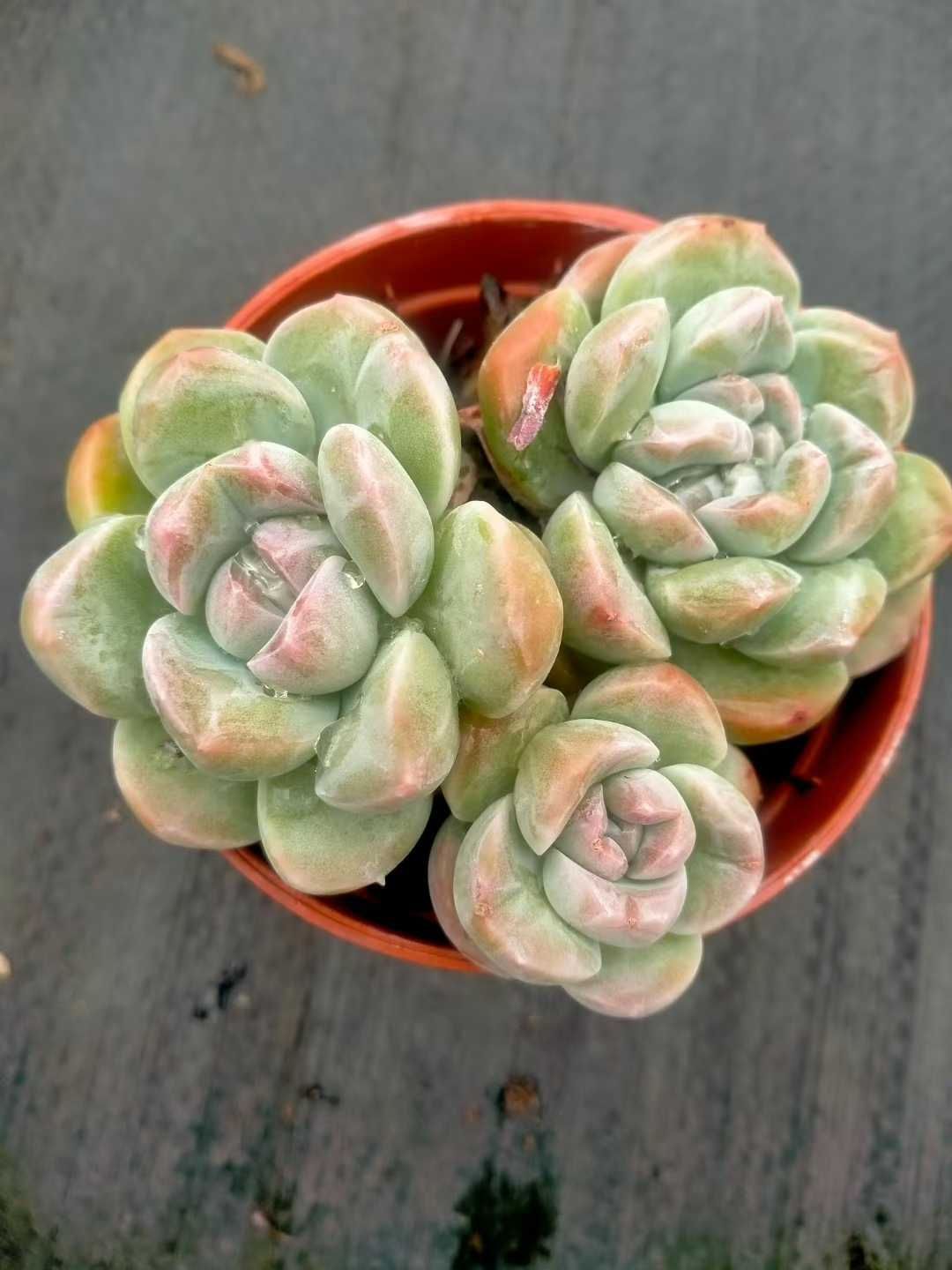 新発売 35株セット アイスグリーン 抜き苗 多肉植物 佐川急便発送