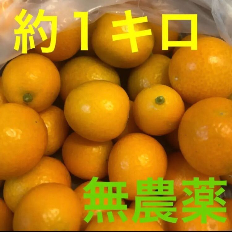 金柑⭐︎きんかん 無農薬 - 果物