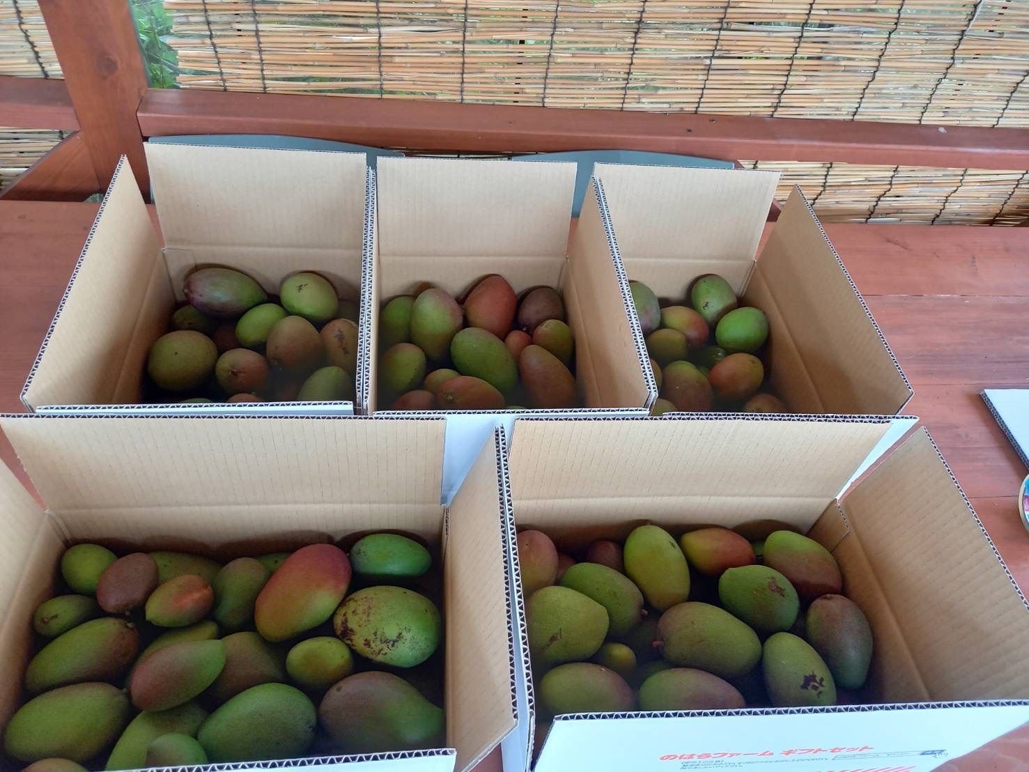宮崎産摘果マンゴー 20キロ - 果物