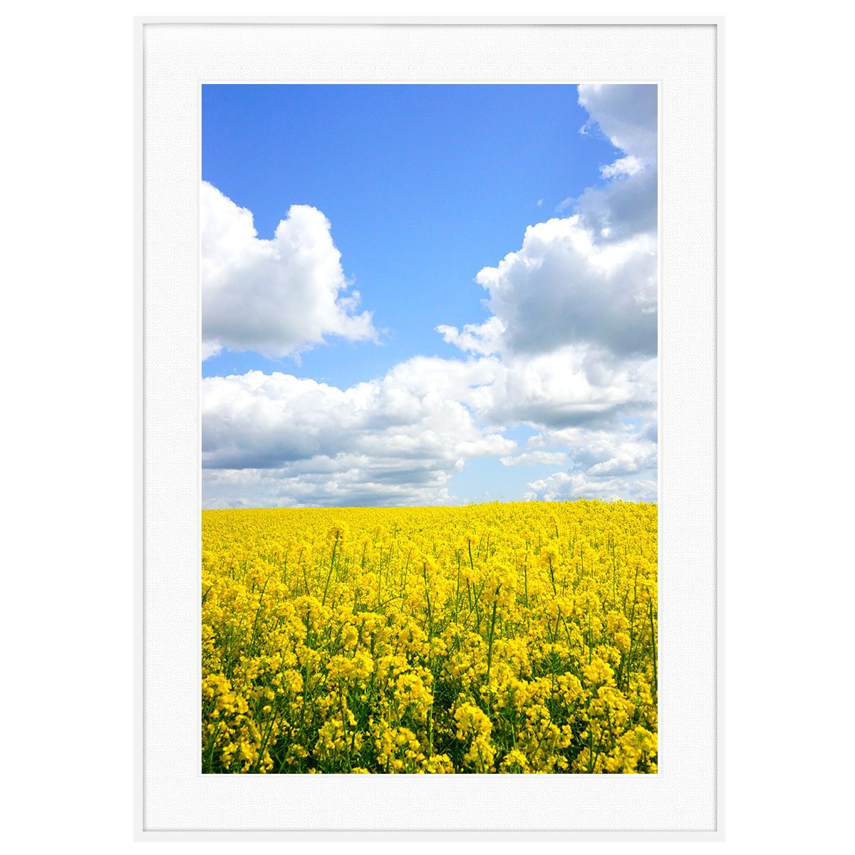 夏写真 雲と菜の花畑 インテリアアート写真額装 AS0263