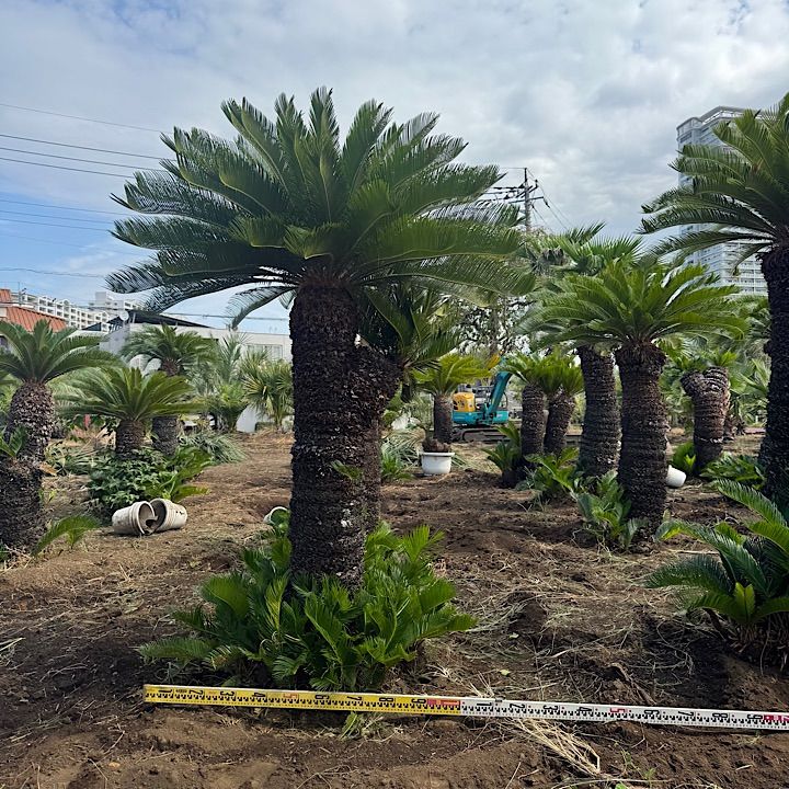 特大ソテツ 枝付き】 ソテツ BIGボタニカル］ソテツ 60-70cm 商品ページ - 土と風