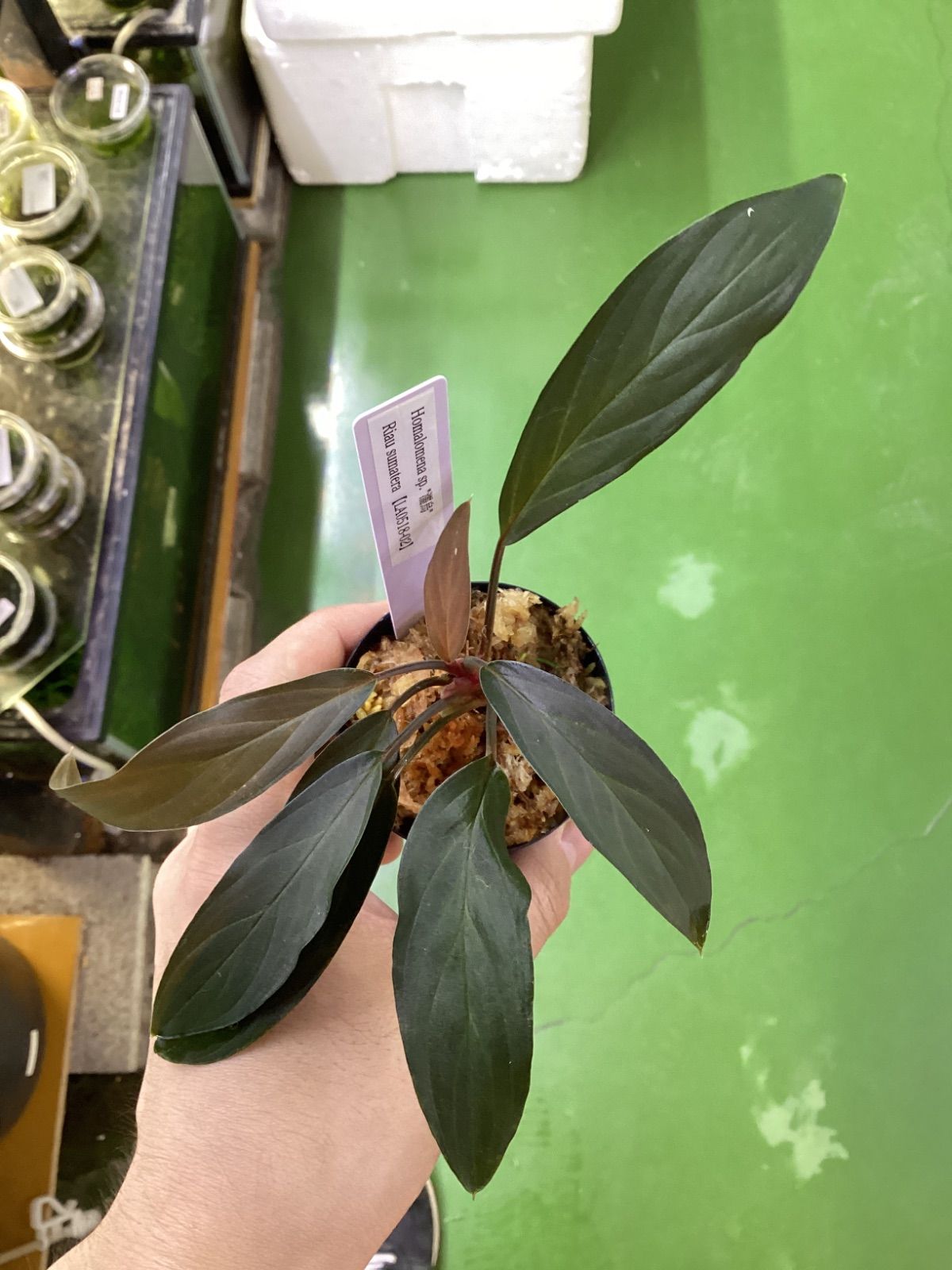 ソテツ 蘇鉄 2【現品】ドライガーデン 観葉植物 屋外 6号 蘇轍 ソテツ