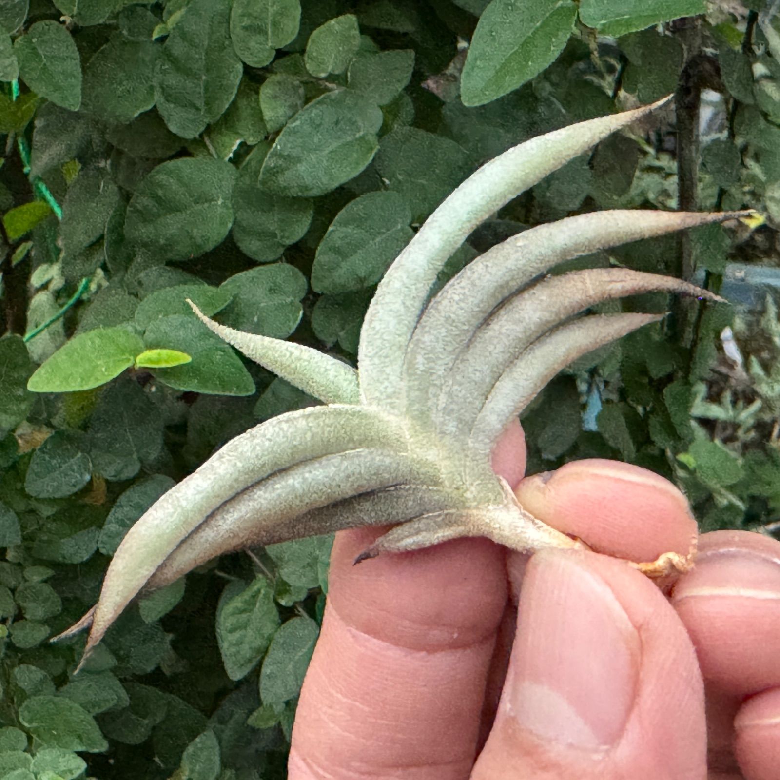 Tillandsia チランジア ギリエシー③ 楽天市場】チランジア（キセログラフィカ：特大） 3Lサイズ 苗