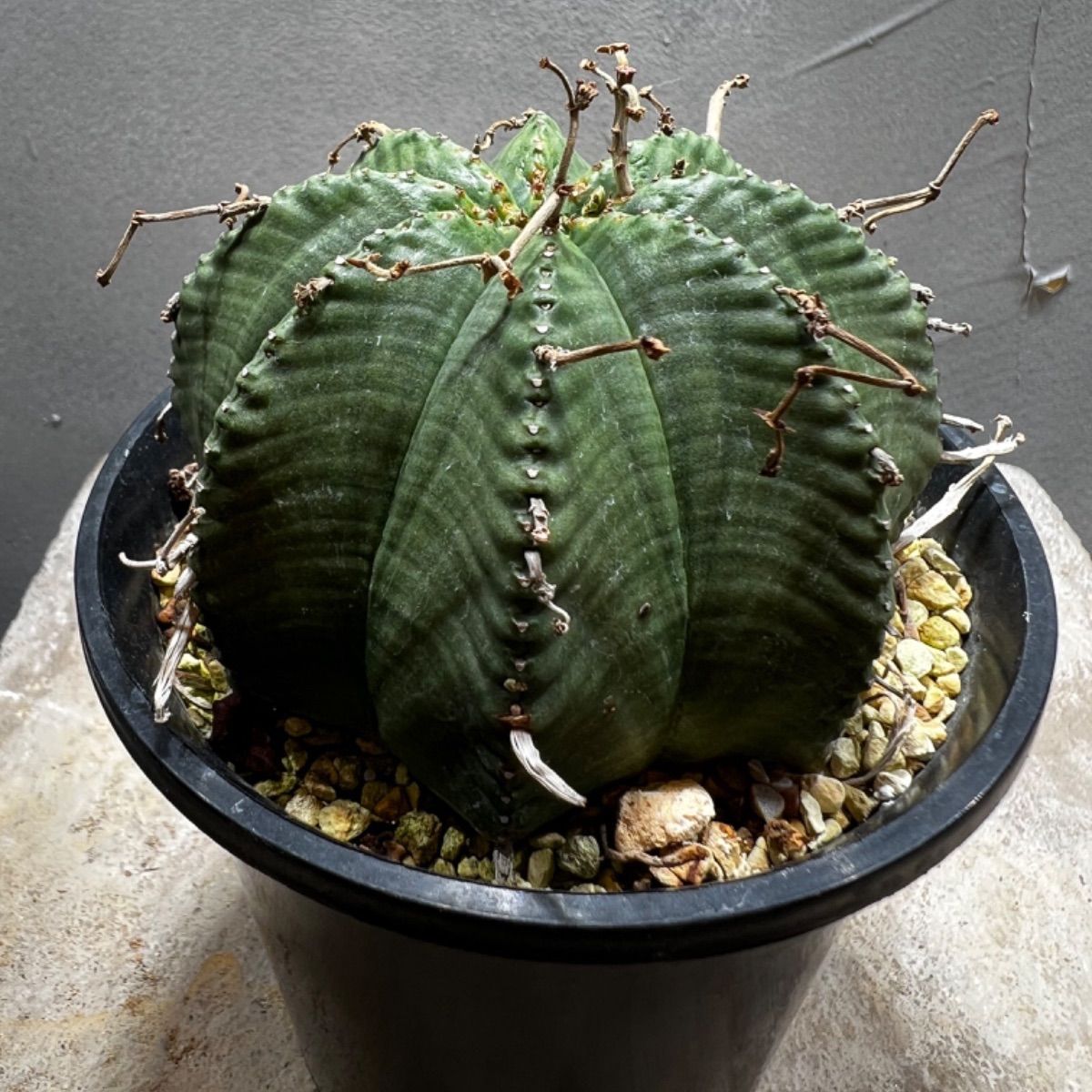 ユーフォルビア オベサ 幅10cm 幅10cmオーバー ユーフォルビア オベサ