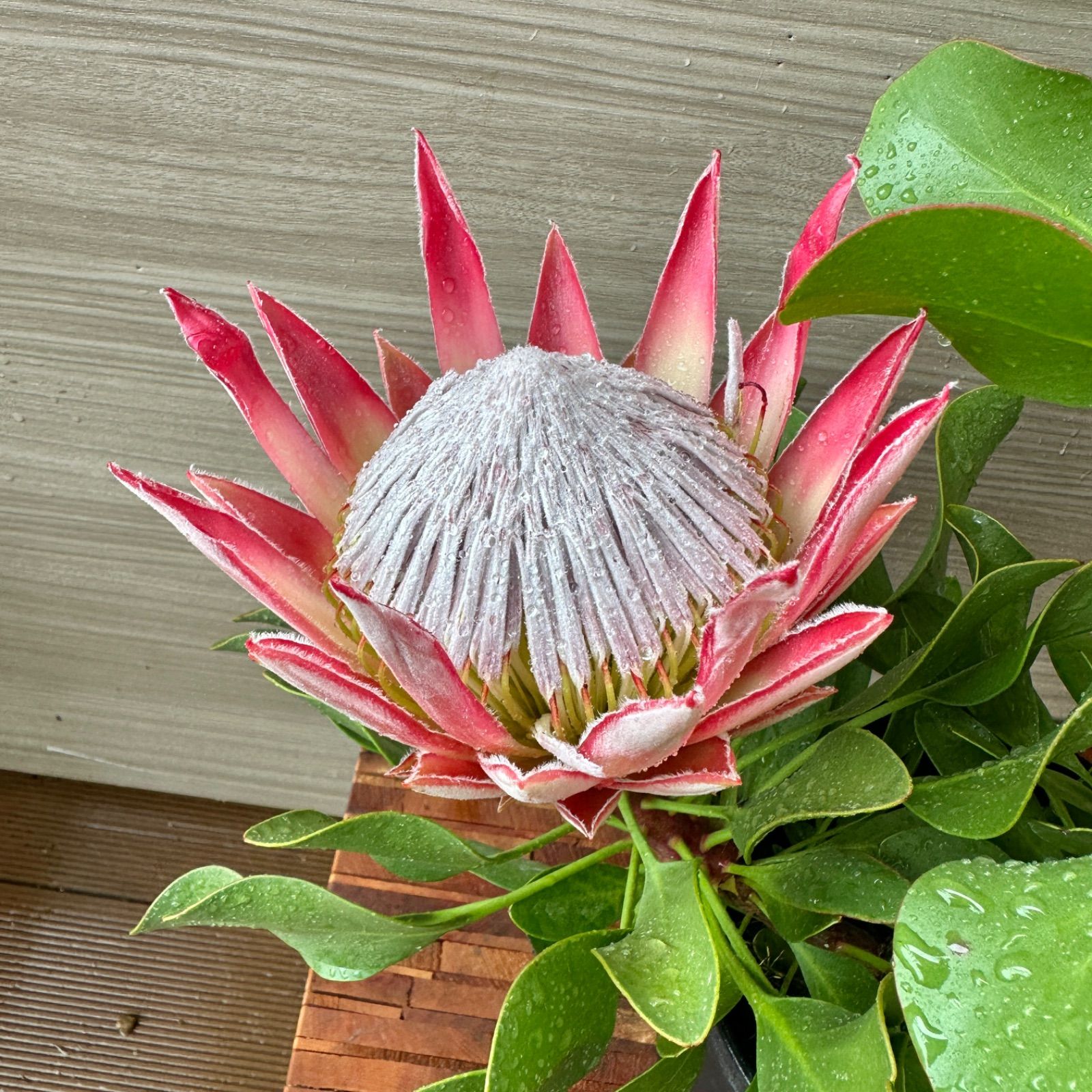 プロテア　リトルプリンス　5号　オージープランツ　花　苗　観葉　2輪 2本立ち】④ プロテア リトルプリンス 5号 現品 オージー