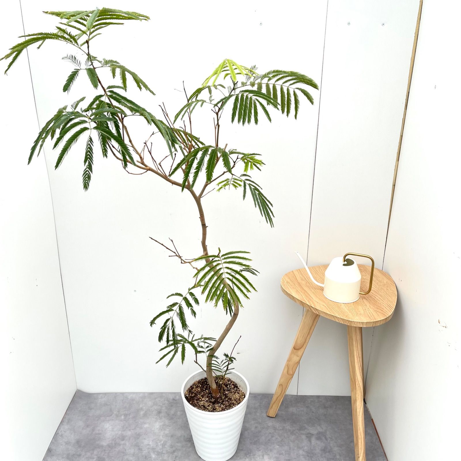 エバーフレッシュ 曲がり 9【現品】観葉植物 大型 室内 【公式通販】