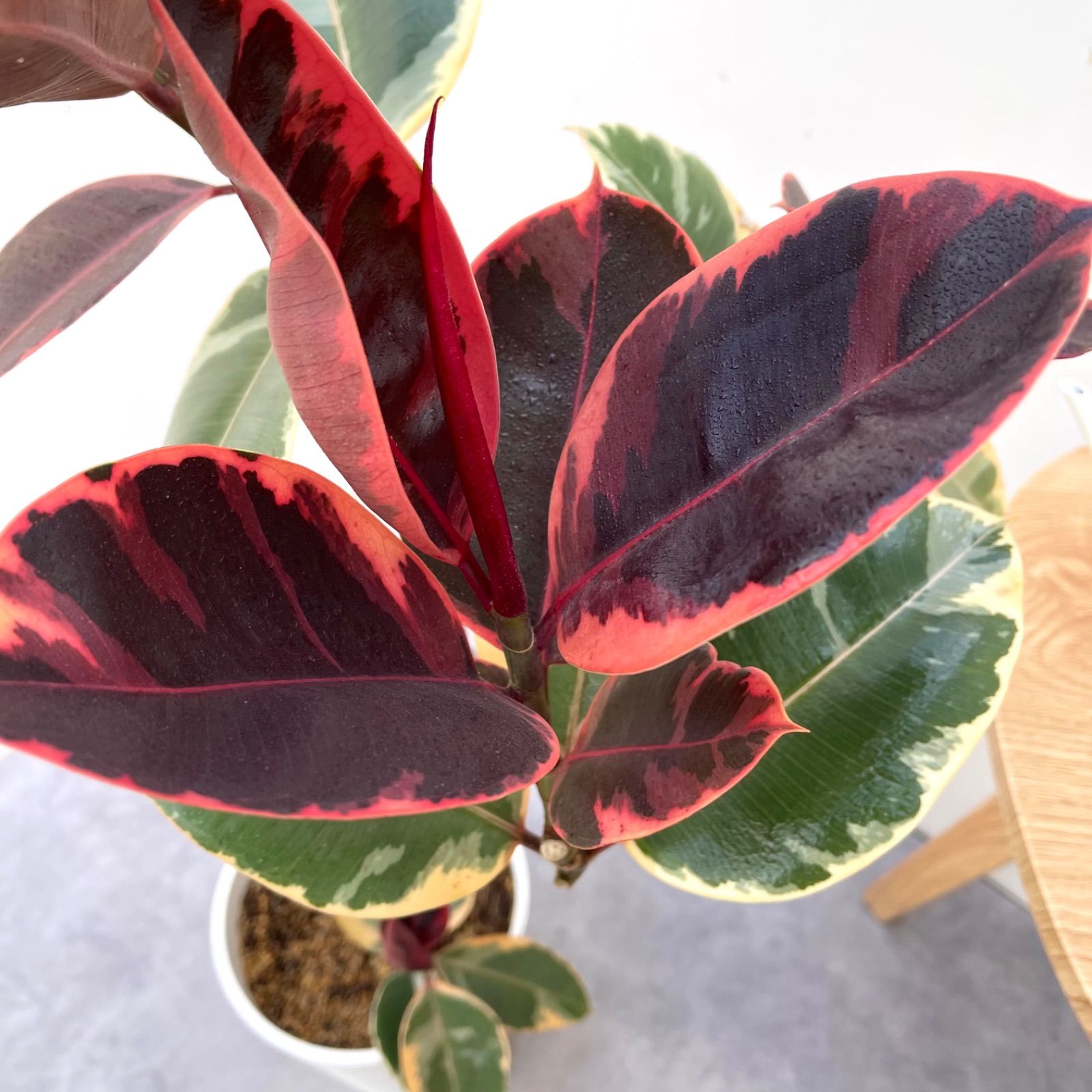 フィカス ルビー 曲がり 7【現品】観葉植物 室内 大型 - メルカリ フィカス ルビー 曲がり 7【現品】観葉植物 室内 大型 - メルカリ