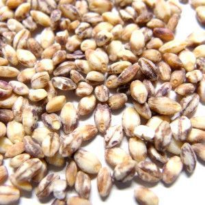国産もち麦「ダイシモチ」/幻のもち麦 岡山県産令和6年産10kg