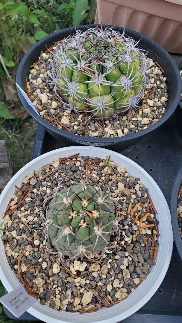 ギムノカリキウム