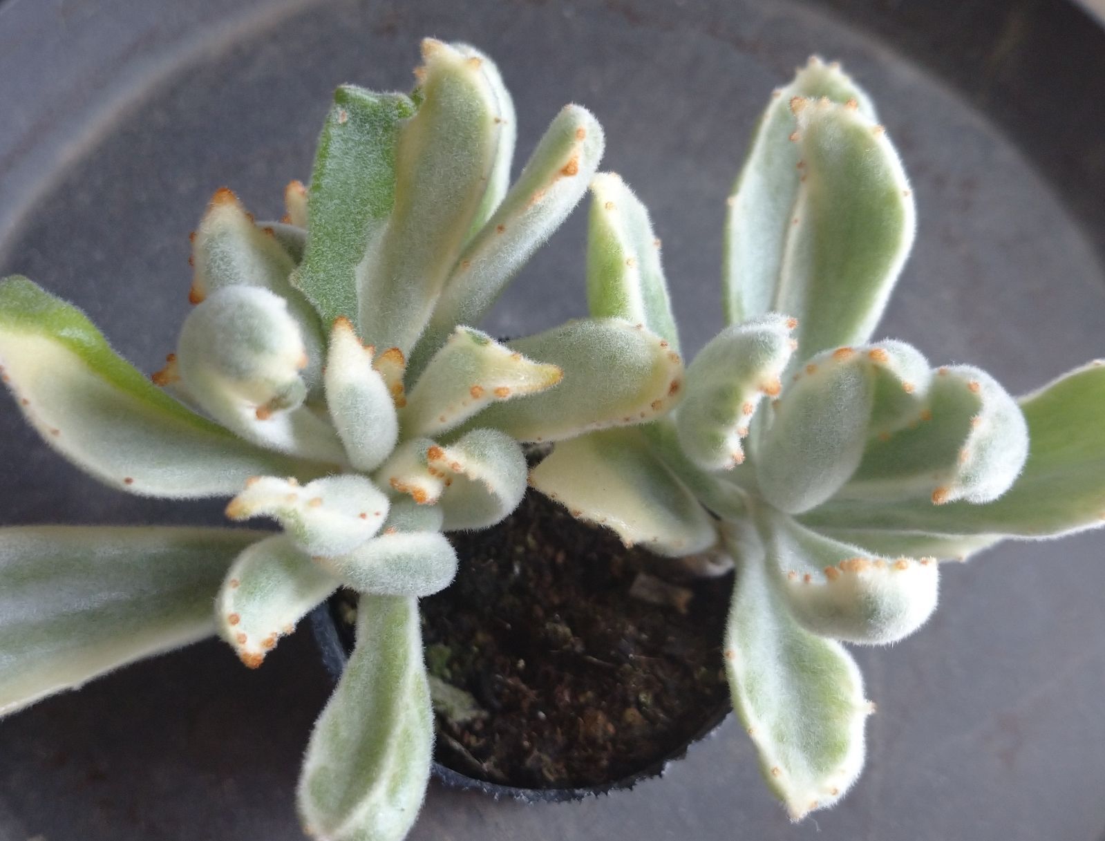 多肉植物＊斑入り＊斑入＊月兎耳錦＊ツキトジニシキ＊6010