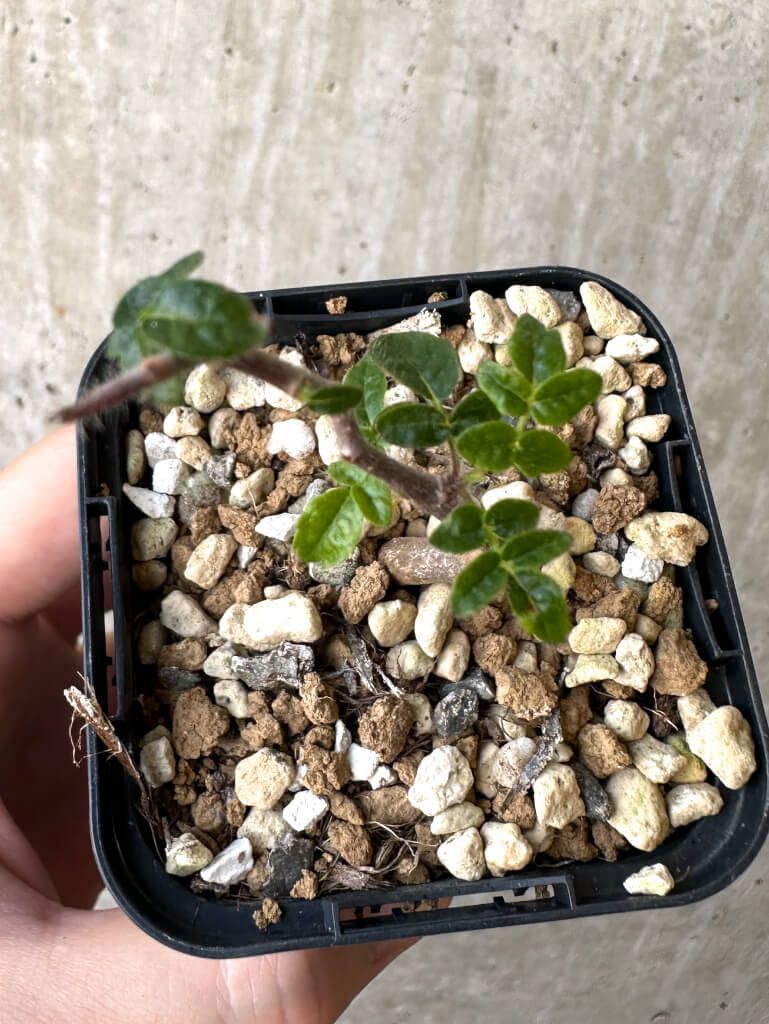 特大 大株 灌木系 塊根植物コミフォラ モンストローサ コミフォラモン