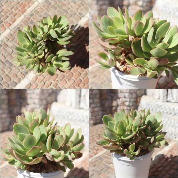 多肉植物 韓国苗 大量 クラッスラ 多肉植物 クラッスラ アイボリー