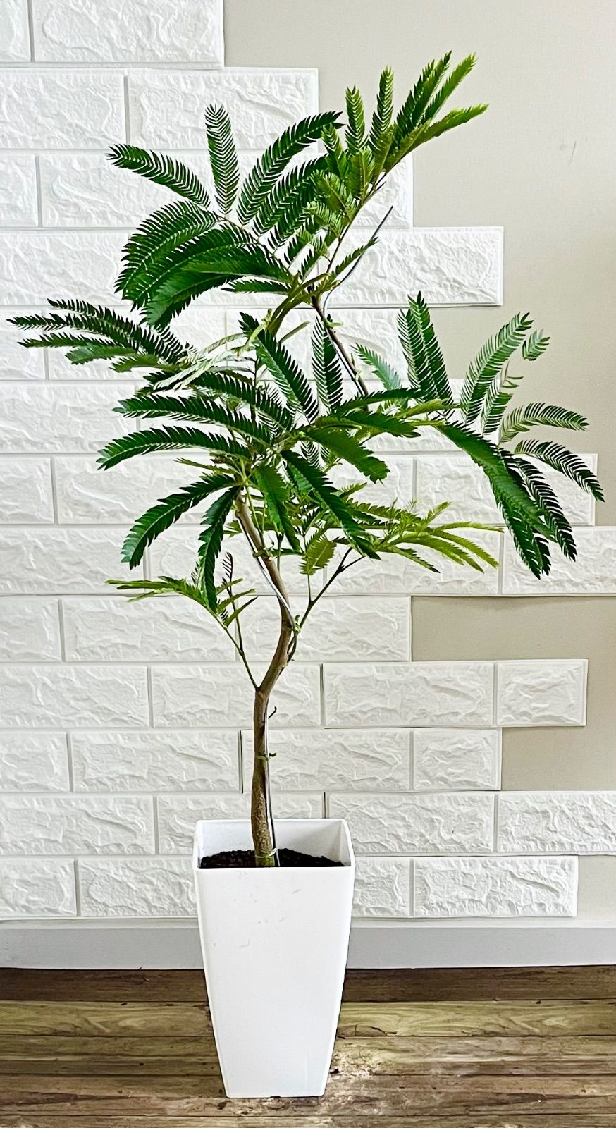 エバーフレッシュ⭐️曲がり エバーフレッシュ⭐️螺旋曲がり