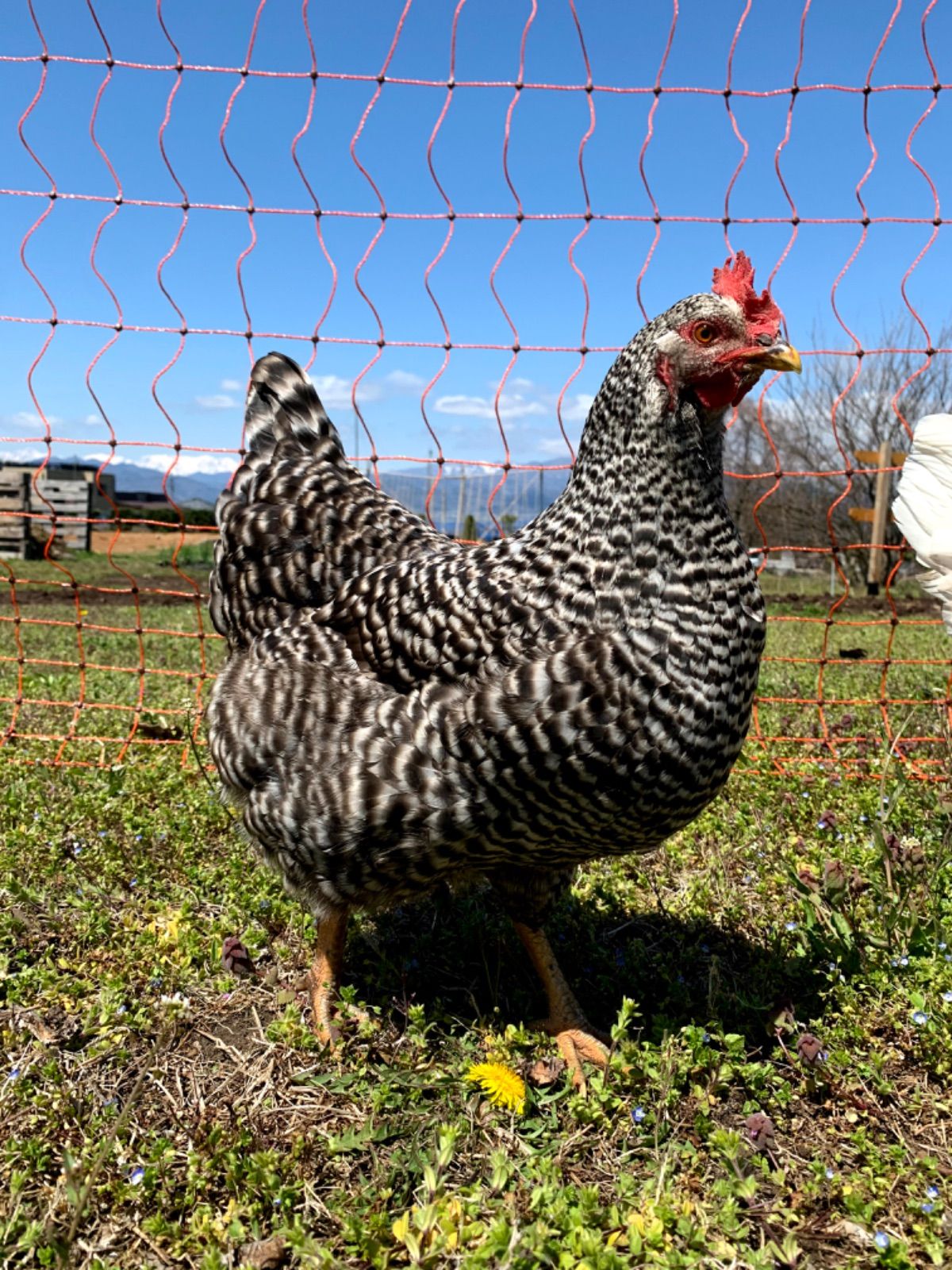 Nomadic Eggs 幸せ遊牧たまご 洗った卵 24個 - メルカリ