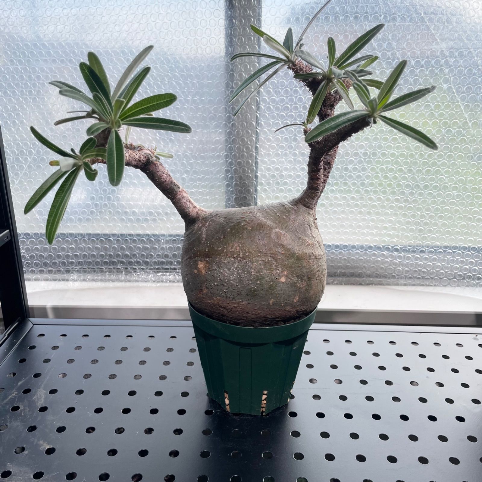 鉢付/発根済】パキポディウムグラキリス 現地球/たけろうポット入 【限定特価】パキポディウム・ 【鉢付/発根済】パキポディウムグラキリス　現地球/たけろうポット入