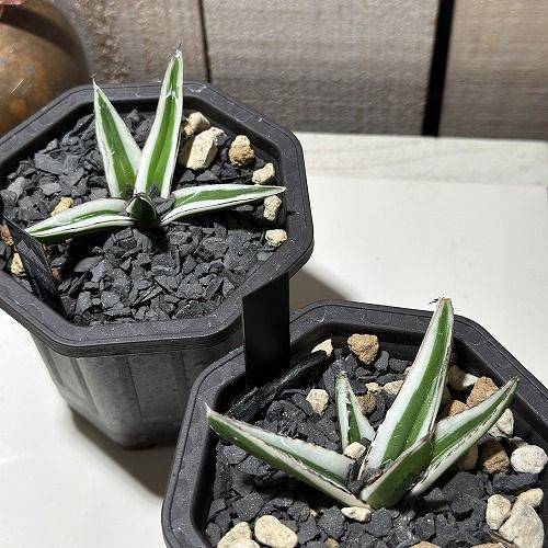 ①アガベ 氷山 オシャレ鉢植え大株 カキ仔有 おまけ1鉢付き ①アガベ 氷山 オシャレ鉢植え大株 カキ仔有 おまけ1鉢付き ①アガベ