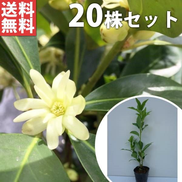 苗|苗木 20本セット シキミ 樹高0.3m前後 10.5cmポット 苗木 苗 しきみ 樒 櫁 植木 庭木 生け垣 生垣 kb 20本 20