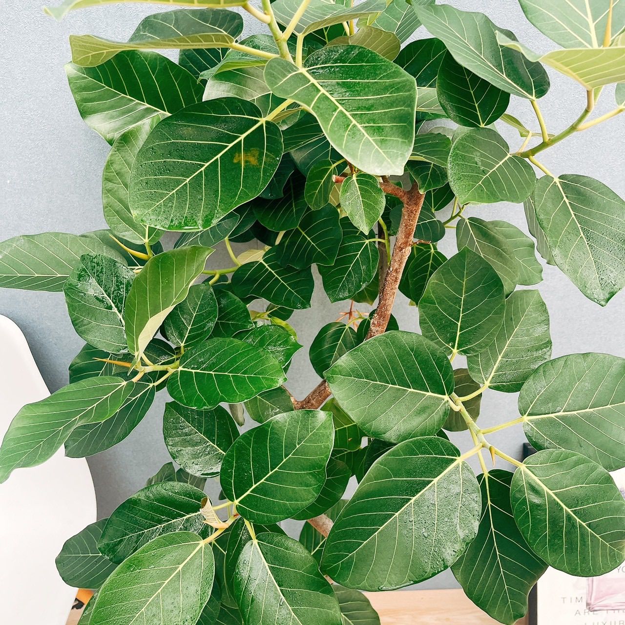 ［現品］【希少】☆おしゃれ☆ 13番 フィカス グランディス 曲がり 8号 観葉植物 室内 大型 レア ゴムの木