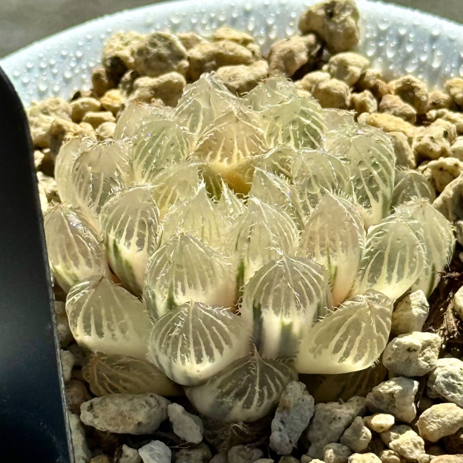 秋祭り オブツーサ錦 糊斑 H1883