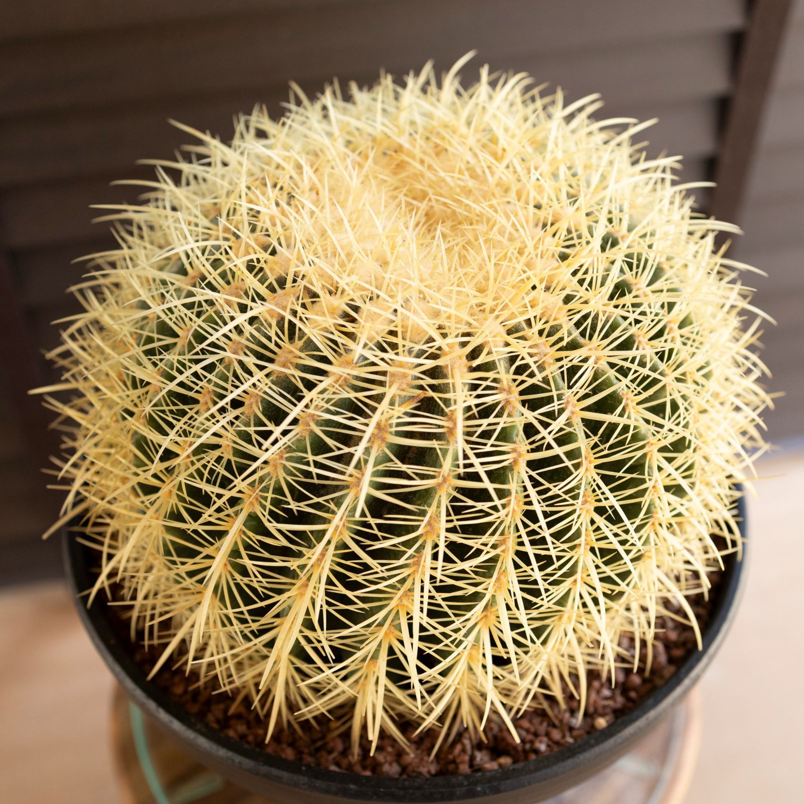 発根済】30cm 金鯱 サボテン 特大 10号 多肉植物 ドライガーデン