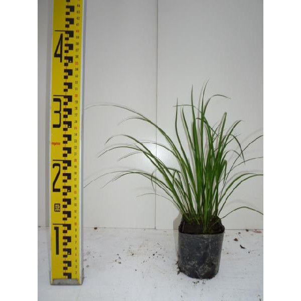 苗 苗木 20ポットセット セキショウ 10.5cmポット せきしょう 苗木 苗 植木 庭木 生け垣 kb 20本 20 WWW_NOITHATQUANGTHANH_NET