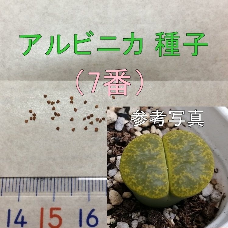 リトープス Cナンバーつき 種子セット 100種類以上 各10粒から 楽天