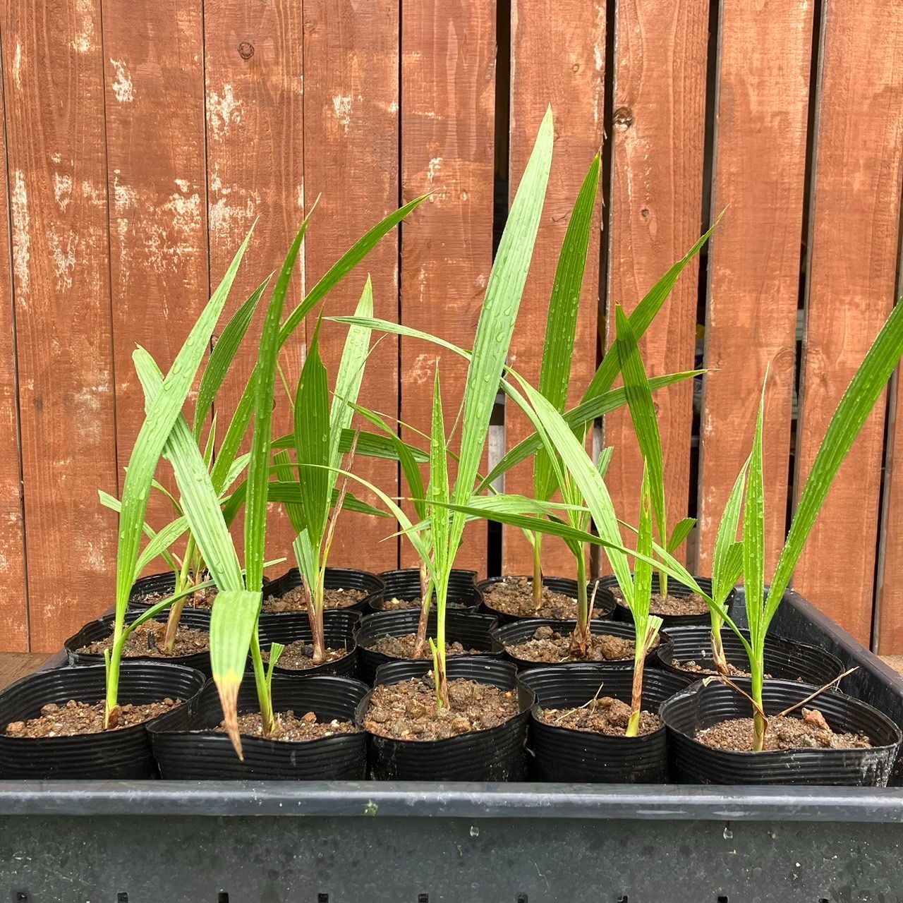 抜き苗】2本 ワシントンヤシ ワシントニア フィリフェラ Washingtonia