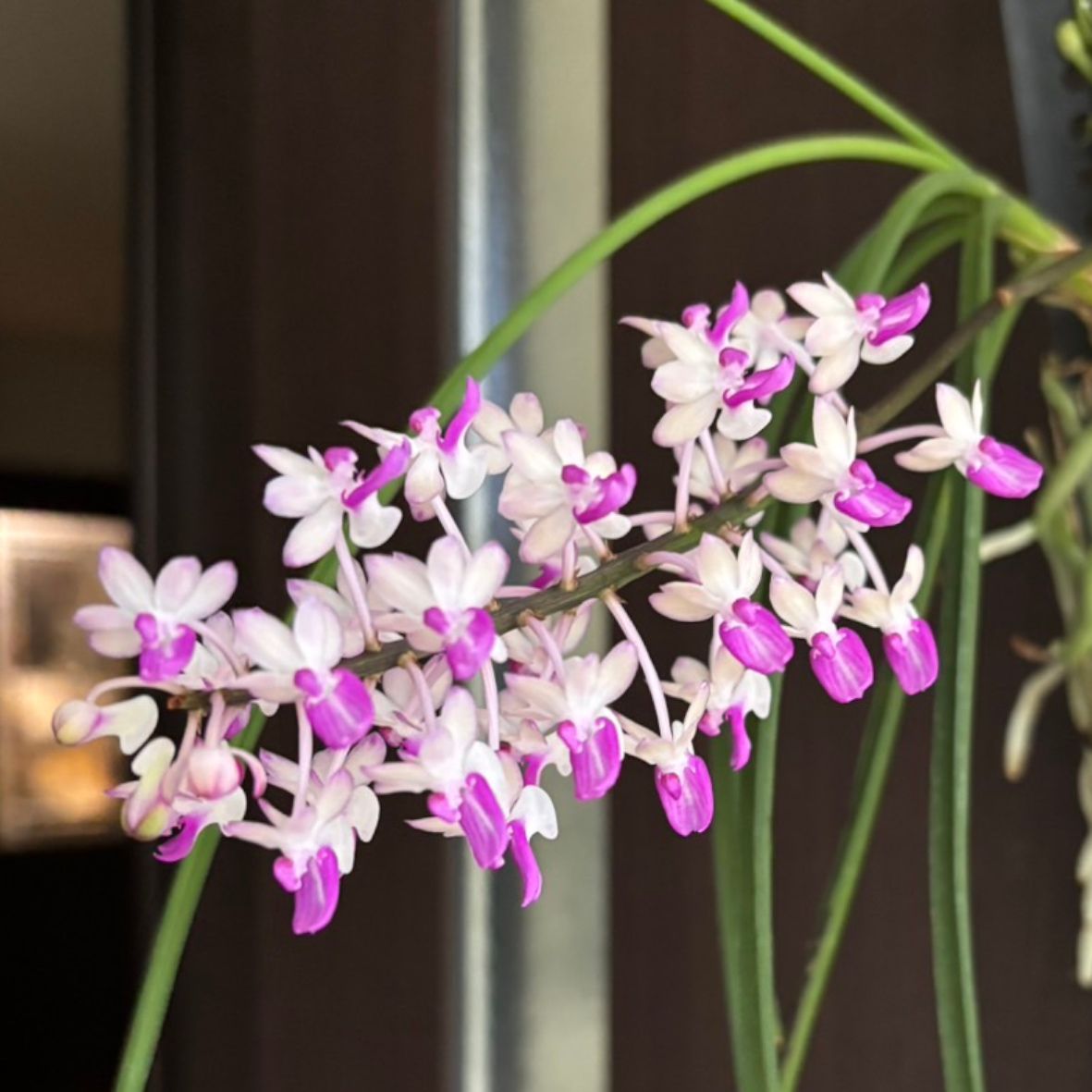 洋蘭 Seidenfadenia mitrata pink SOH-28