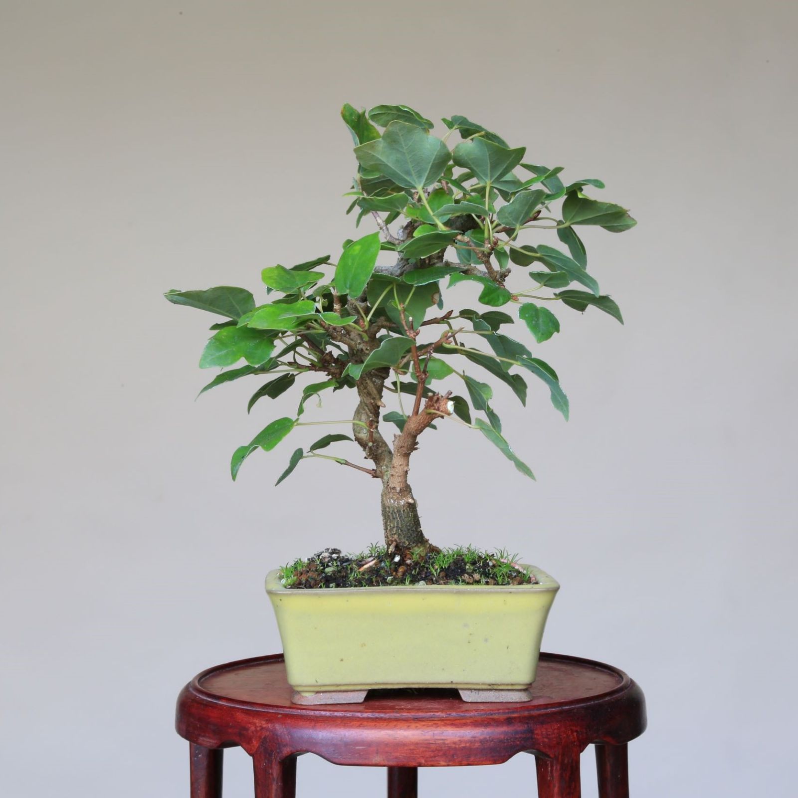 小品盆栽宮様楓 【公式通販】