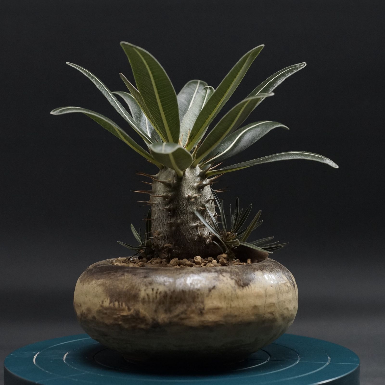 Pachypodium Gracilius パキポディウム グラキリス 管理2405