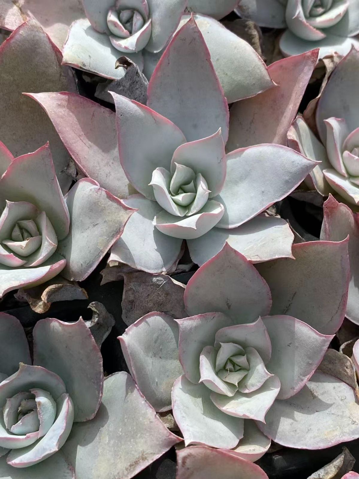 72韓国苗多肉植物寄せ植えセットカット苗詰 め合わせ セット 100苗 72韓国苗多肉植物寄せ植えセットカット苗詰 め合わせ セット 100苗