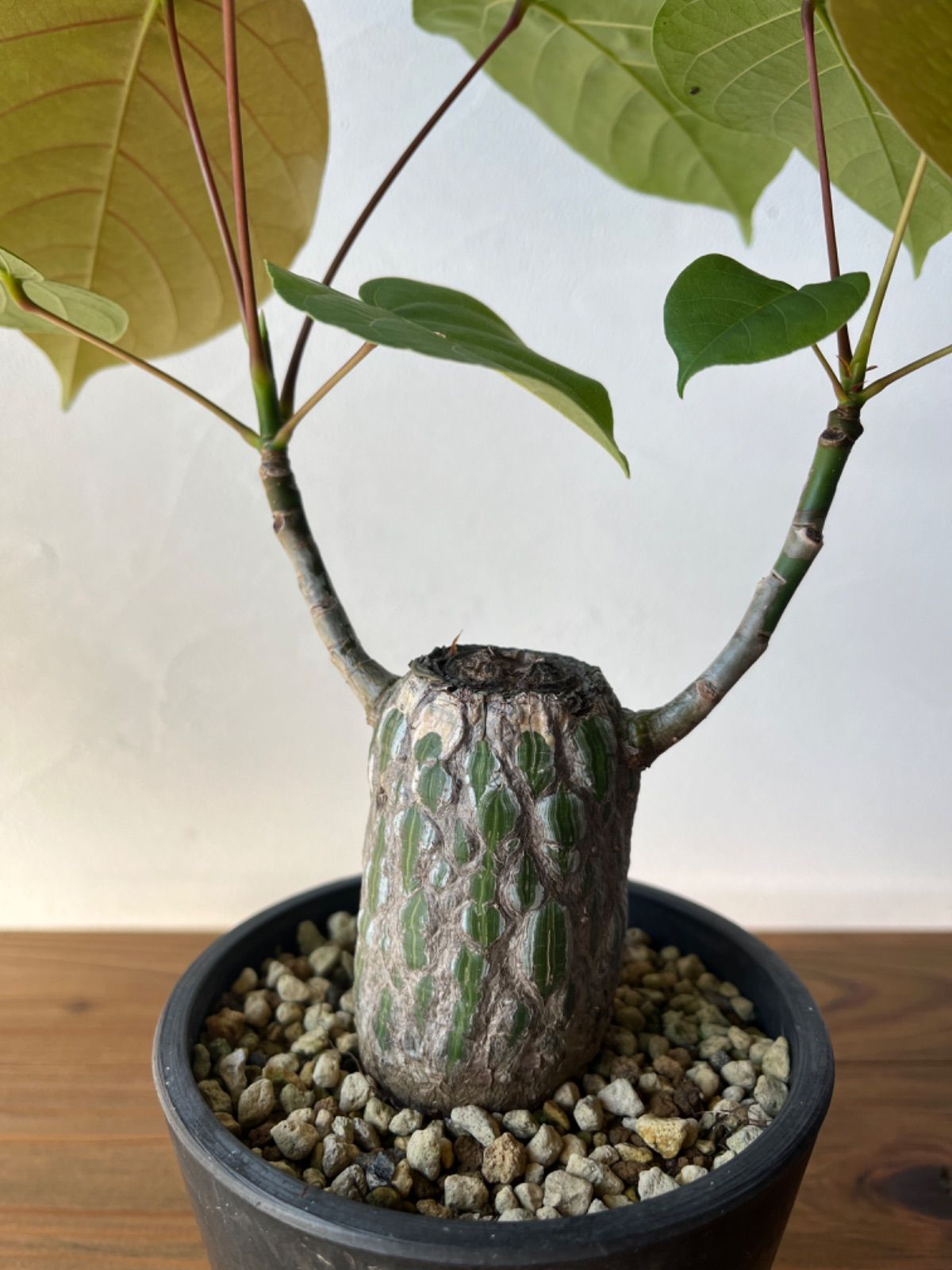 【美株】 ボンバックス サボテン 多肉植物 塊根 コーデックス 観葉植物 美株 ボンバックス サボテン 多肉植物 塊根 コーデックス 観葉植物