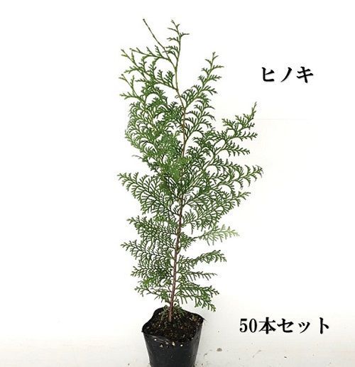 50本セット ヒノキ樹高0.3m前後10.5cmポット