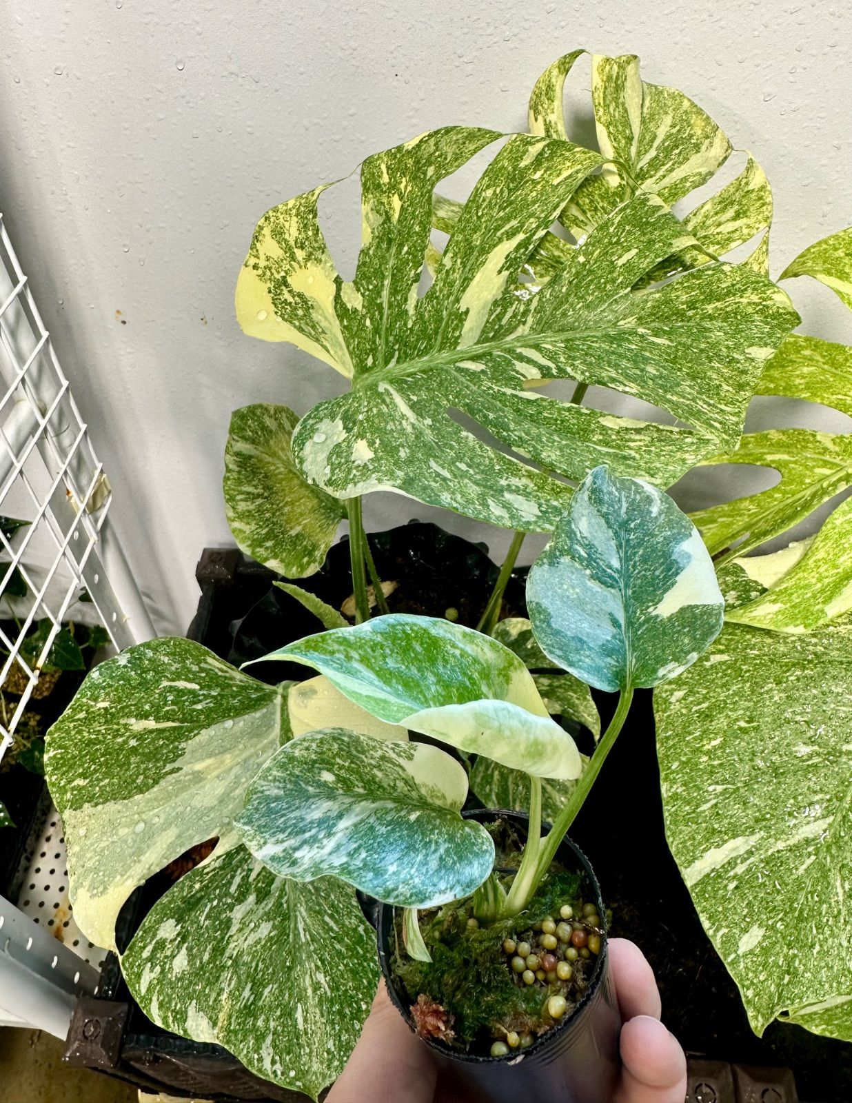 Monstera Deliciosa 'LEGACY' モンステラ デリシオーサ レガシー