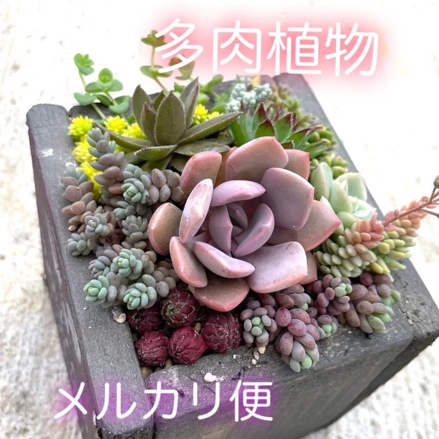 ♡多肉植物エケベリアカット苗☆寄植えセット 多肉植物寄せ植え ♡多肉植物エケベリアカット苗☆寄植えセット 多肉植物寄せ植え