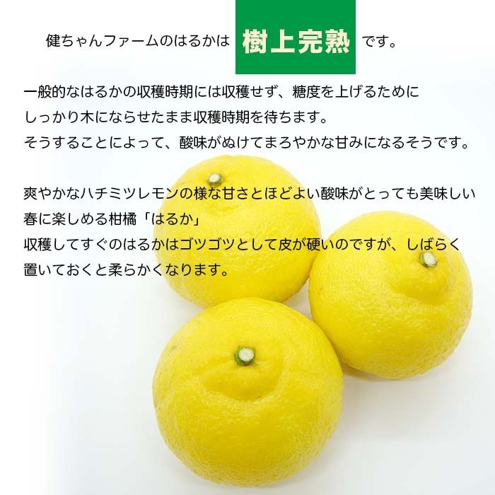 健ちゃんファームの訳ありはるか4.5kg 広島県産 樹上完熟 産地直送 S〜2L