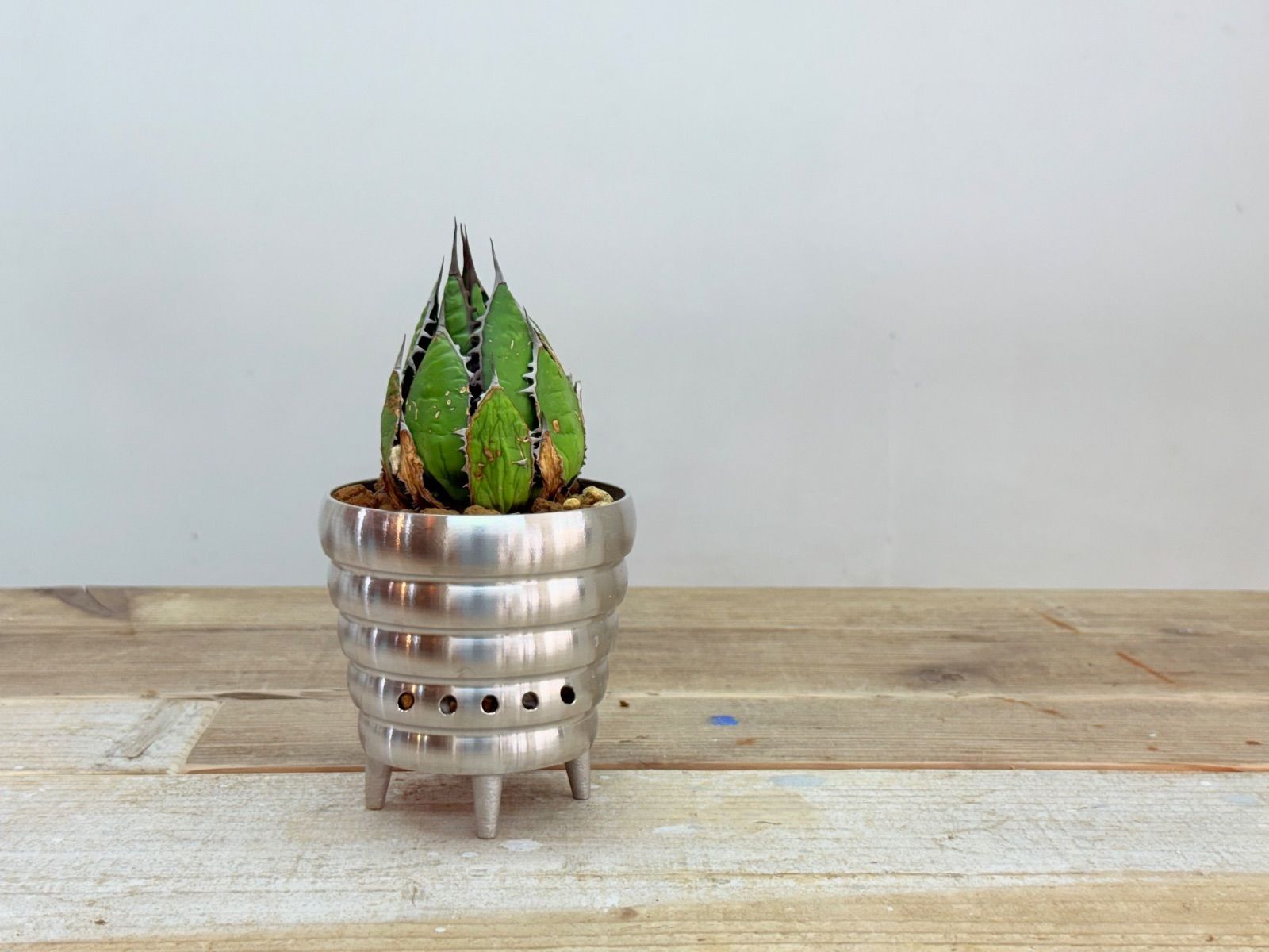 Agave filifera 'Pinky'