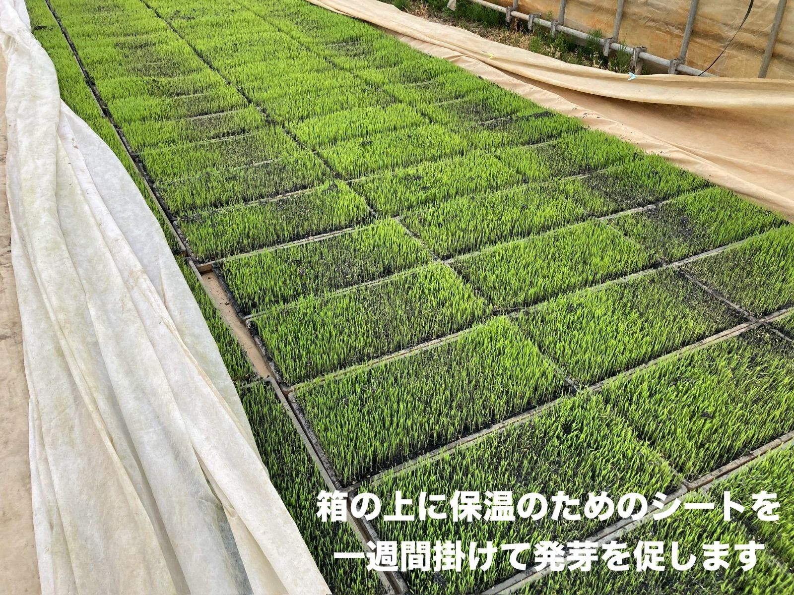 田植後農薬は除草剤のみ