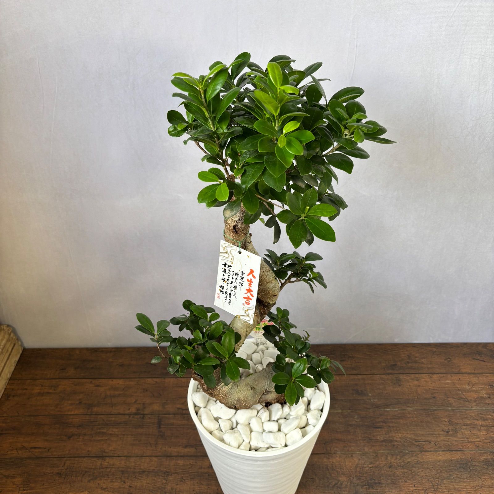 ガジュマル 曲がり 昇り龍 縁起物 開店祝い 観葉植物 - メルカリ