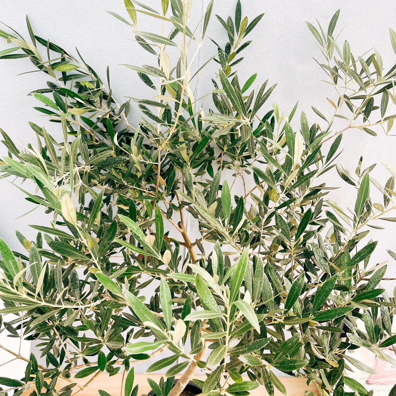 現品］46番 創樹 オリーブ ピクアル 8号 観葉植物 大型 屋外 souju